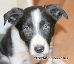 Black and white FEMALE border collie puppy